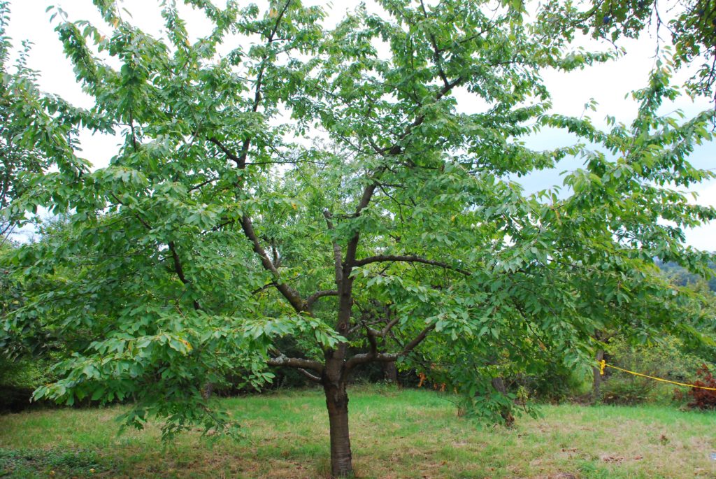 Kirschbaum nach dem Schnitt im Sommer