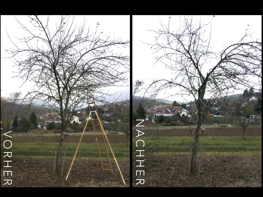 vorher-nachher-Vergleich Apfelbaum