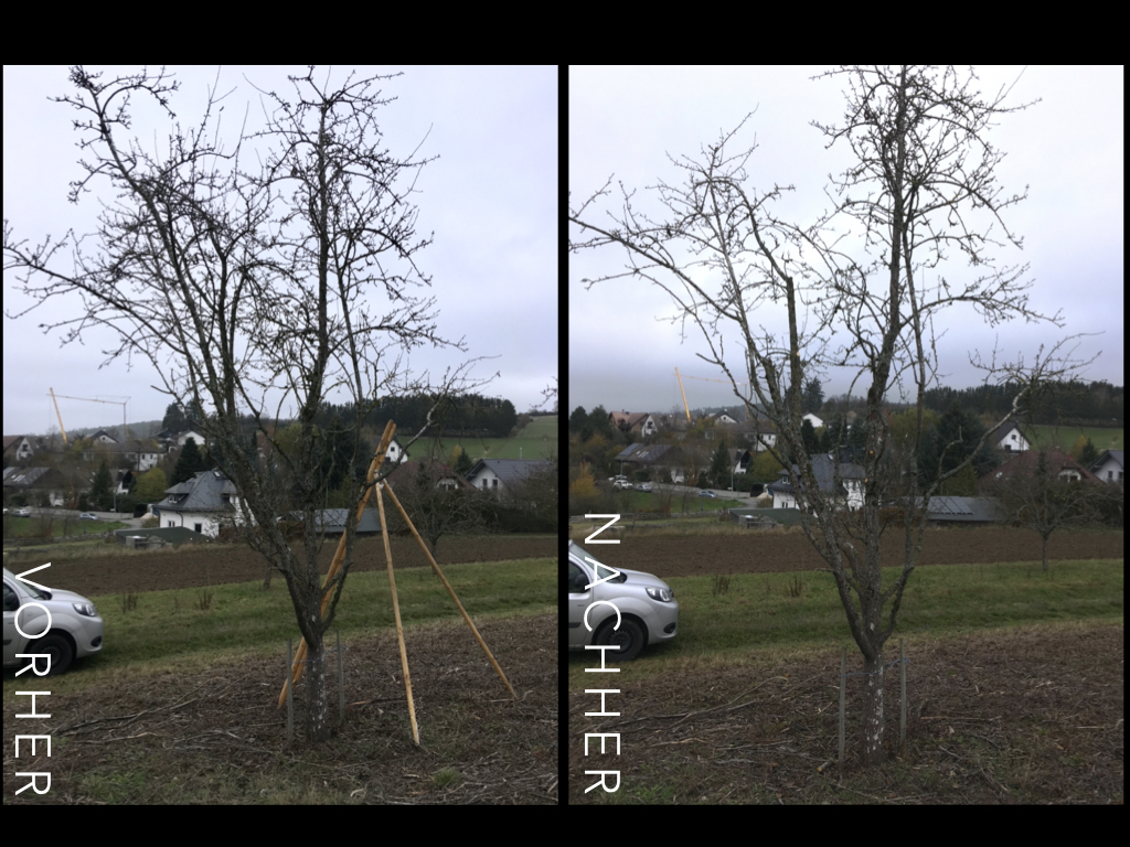 vorher-nachher-Vergleich Apfelbaum