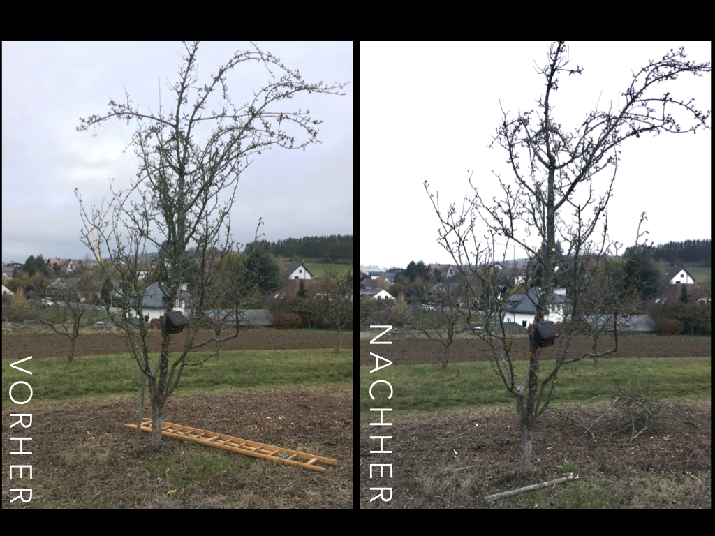 vorher-nachher-Vergleich Birnbaum